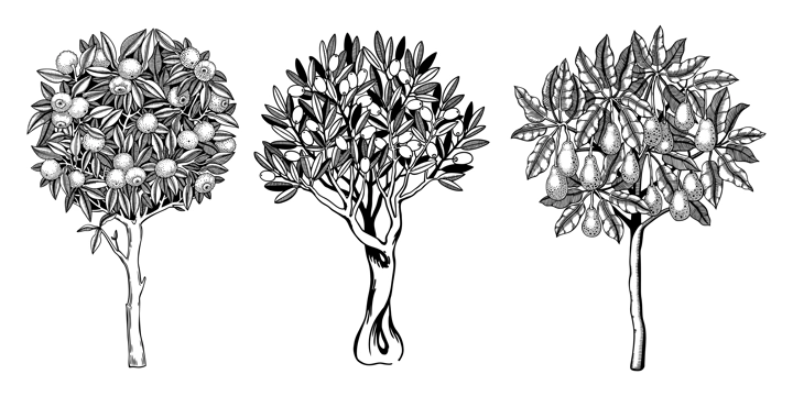 Sketched trees set with decorative fruit, leaves and branches in engraving style. Hand-drawn yuzu, avocado and olive illustrations collection. Botanical drawings collection.